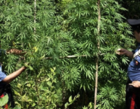 TORTORICI – 33enne colto mentre irrigava una vasta piantagione di marijuana. Arrestato dai Carabinieri