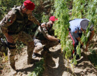 SANTA LUCIA DEL MELA – Scoperta una consistente piantagione di cannabis indica