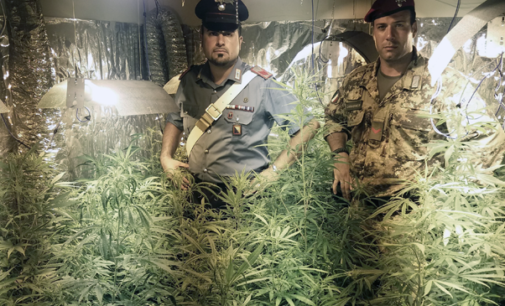 MESSINA – Coltivazione di piante di cannabis indica alte fino a 2 metri. Arrestato 43enne messinese