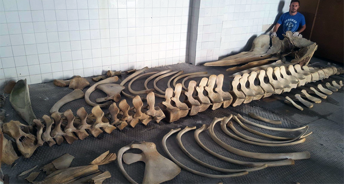 MILAZZO – Capodoglio spiaggiato, recuperato e conservato lo scheletro per finalità di studio