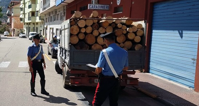 MIRTO – Arrestato operaio forestale per furto aggravato di legname in area demaniale