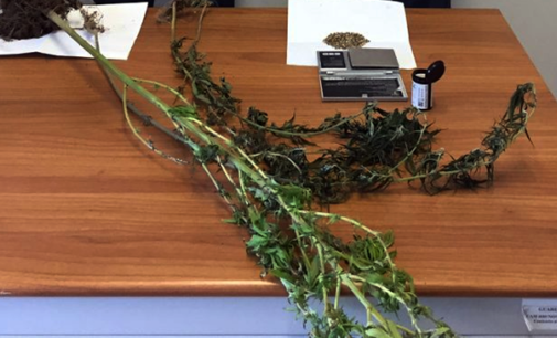 LIPARI – Guardia di Finanza sequestra piante di marijuana. Due residenti denunciati