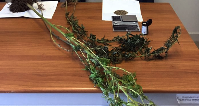 LIPARI – Guardia di Finanza sequestra piante di marijuana. Due residenti denunciati