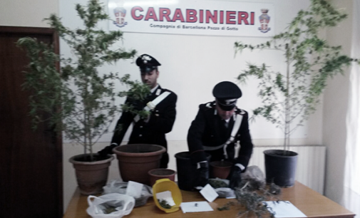 BARCELLONA P.G. – 52enne barcellonese arrestato per coltivazione e detenzione ai fini di spaccio di “marijuana”.