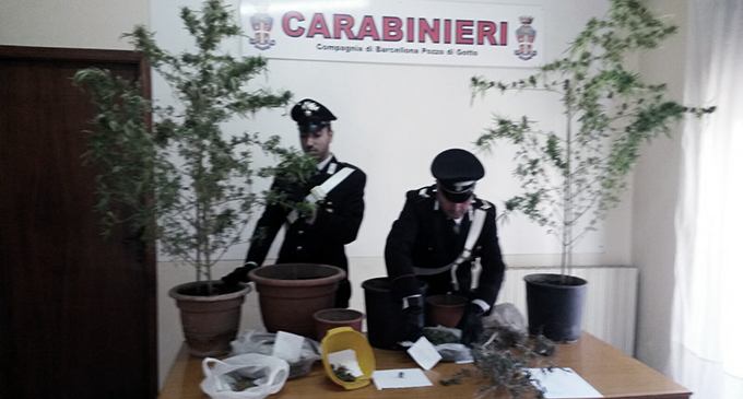 BARCELLONA P.G. – 52enne barcellonese arrestato per coltivazione e detenzione ai fini di spaccio di “marijuana”.