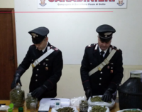 BARCELLONA P.G. –  Arrestati in flagranza due fratelli per detenzione ai fini di spaccio di sostanze stupefacenti. Sequestrati 2 kg di marijuana