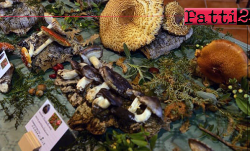 BARCELLONA P.G.- 2ª edizione della mostra micologica. Esposte ben 120 specie fungine del territorio siciliano, alcune molto rare