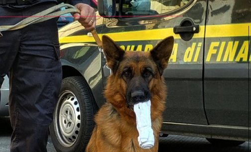 MESSINA – Grazie al fiuto dei cani Sara e Dandy, in forza alla Squadra Cinofili, sono stati sequestrati 3 kg di hashish e 3 marijuana