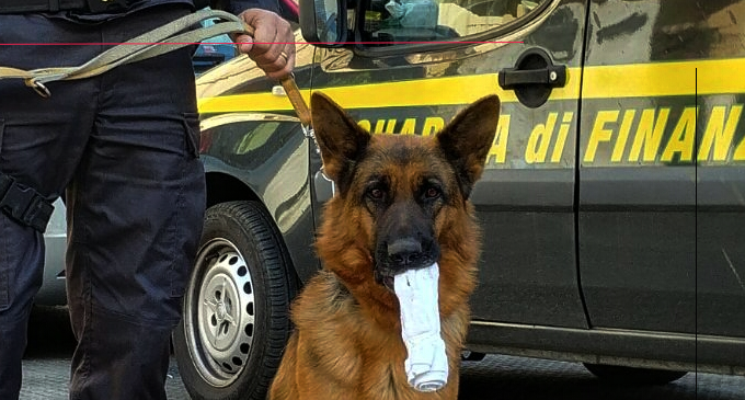 MESSINA – Grazie al fiuto dei cani Sara e Dandy, in forza alla Squadra Cinofili, sono stati sequestrati 3 kg di hashish e 3 marijuana
