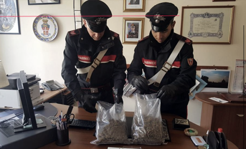 MESSINA – Nascondevano marijuana nel giardinetto antistante l’abitazione con a guardia un cane ”CORSO” di grossa taglia. Arrestata coppia di 21enni