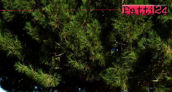 PATTI – Necessario il taglio di 4 alberi di pino tra via Pascoli e via Magretti.