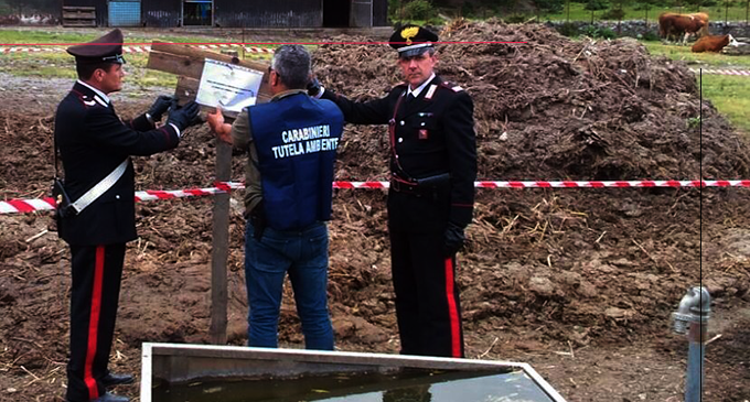 SAPONARA – Scarico di effluenti di allevamento bovino non autorizzato. Denunciato 50enne titolare di una azienda zootecnica