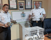 ACQUEDOLCI – Sequestro di 27 tartarughe e 15 esemplari di uccelli di varie specie