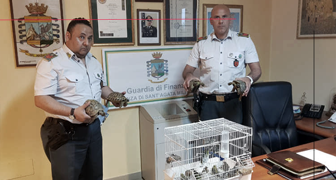 ACQUEDOLCI – Sequestro di 27 tartarughe e 15 esemplari di uccelli di varie specie