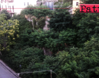 PATTI – Una foresta in pieno centro cittadino. Habitat naturale di insetti di ogni tipo e di ratti