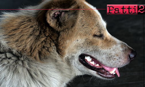 BARCELLONA P.G. – Lotta al randagismo. Controlli a tappeto sul territorio e cattura di cani pericolosi