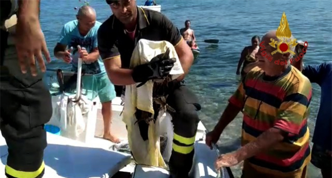CAPO D’ORLANDO – Vigili del Fuoco del distaccamento di Sant’Agata Militello salvano un Grifone