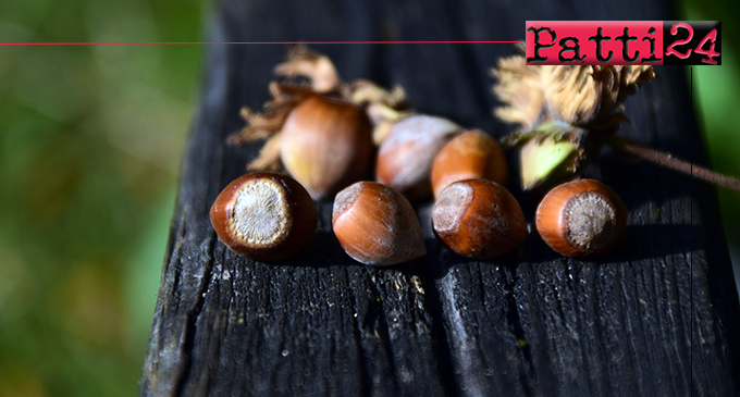 SAN PIERO PATTI – Convegno su strategie per la rivalorizzazione della coltura del nocciolo in Sicilia