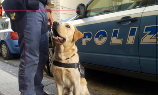 MESSINA – Scuole Sicure. Contrasto spaccio di sostanze stupefacenti. Controlli a Patti e Capo d’Orlando