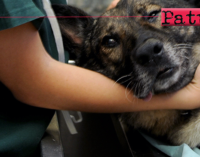 MILAZZO – Assegnato servizio pronto intervento animali randagi feriti e prestazioni veterinarie.