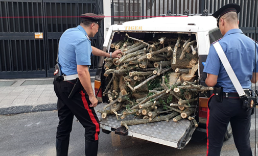 MESSINA – Rubavano legna in area boschiva. Arrestati padre e figlio.