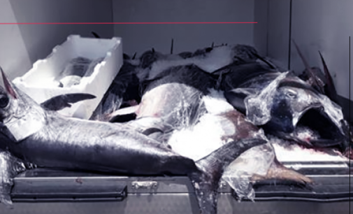 MESSINA – Guardia di Finanza sequestra 1.400 Kg di tonno rosso, sprovvisto di tracciabilità e etichettatura.
