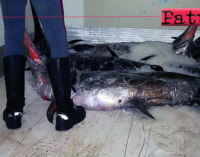 BARCELLONA P.G. – Sequestrati 950 Kg di pesce in cattivo stato di conservazione A Barcellona P.G. e Milazzo