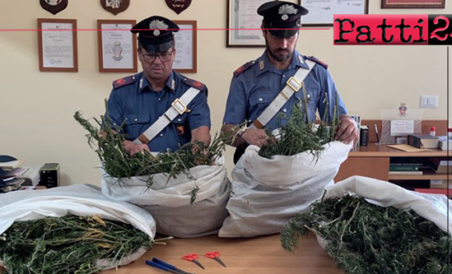 CESARO’ – Oltre 10 Kg di marijuana in un casolare. 3 arresti.