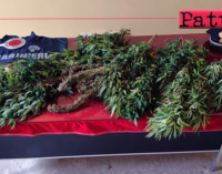 MOTTA D’AFFERMO – Coltivava marijuana in una piccola serra artigianale. Arrestato 45enne