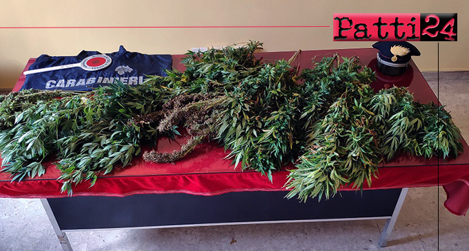 MOTTA D’AFFERMO – Coltivava marijuana in una piccola serra artigianale. Arrestato 45enne