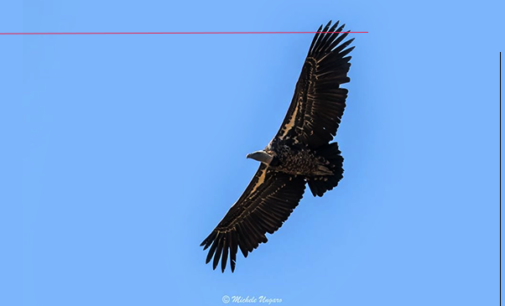 NEBRODI – Avvistato un avvoltoio  della specie Rüppell fra i grifoni della colonia del Parco dei Nebrodi