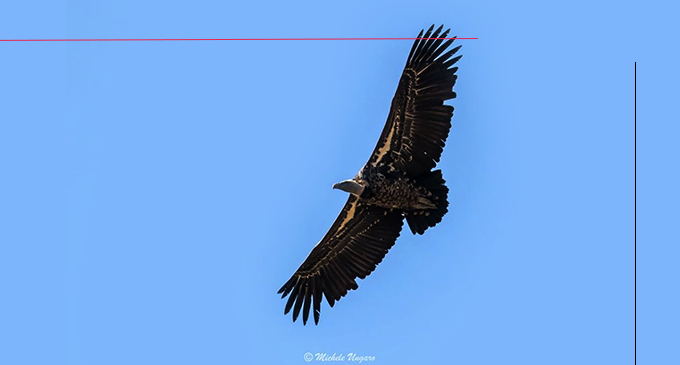 NEBRODI – Avvistato un avvoltoio  della specie Rüppell fra i grifoni della colonia del Parco dei Nebrodi