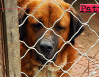 PATTI – Partecipare a un bando per la messa a norma del rifugio per cani randagi di contrada Mulinello.