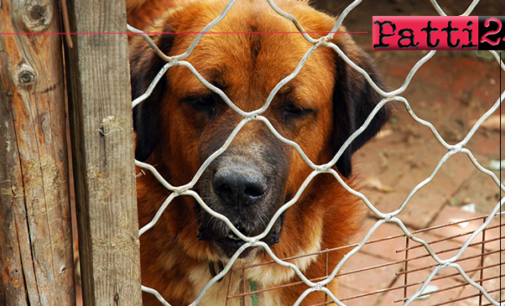 PATTI – Canile comunale di contrada Mulinello. Problemi di natura igienico- sanitaria.