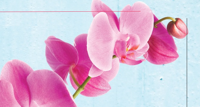 PATTI – Il 21 e 22 marzo ”L’orchidea dell’Unicef”