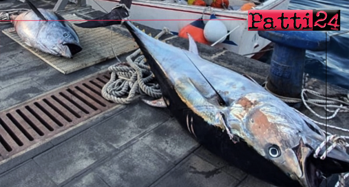 MILAZZO – Pesca illegale. Sequestrati due esemplari di tonno rosso e verbalizzato diportista.