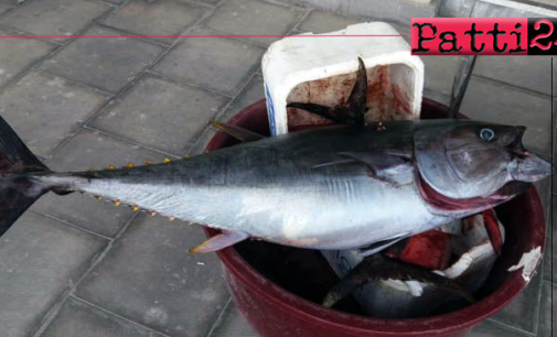 MESSINA – Sequestrati in una pescheria 67 kg di tonno rosso privo di documenti di tracciabilità.