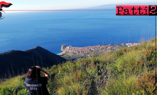 MESSINA – Operazione Adorno. I Carabinieri Forestali presidiano lo Stretto di Messina, corridoio della migrazione degli uccelli.