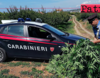 SAN PIER NICETO – Sorpreso ad irrigare 15 piante di marijuana. Arrestato 59enne