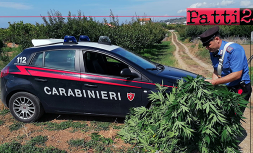 SAN PIER NICETO – Sorpreso ad irrigare 15 piante di marijuana. Arrestato 59enne
