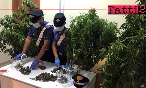 CAPO D’ORLANDO – Coltiva piante di cannabis sul terrazzo di casa. Arrestato 45enne, denunciata la moglie.