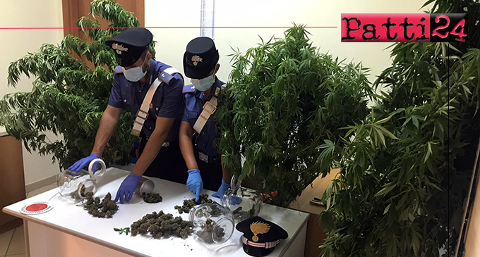 CAPO D’ORLANDO – Coltiva piante di cannabis sul terrazzo di casa. Arrestato 45enne, denunciata la moglie.