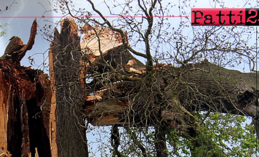 PATTI – Manutenzione alberi colpiti delle avversità atmosferiche