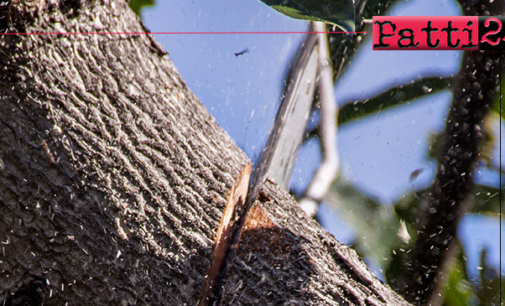 PATTI – Intervento potatura alberi ad alto fusto lungo le vie cittadine.