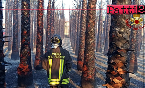 TORREGROTTA – Piante in fiamme in un vivaio. Il rogo ha coinvolto un’area di circa 1000 mq con 1000 palme.