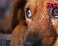 PATTI – A Moreri Soprani, trovati morti, per sospetto avvelenamento, tre cuccioli di cane