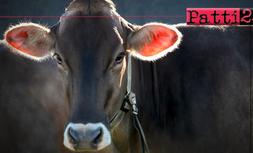 PATTI – Tre casi di brucellosi bovina in un allevamento di contrada Scarpiglia