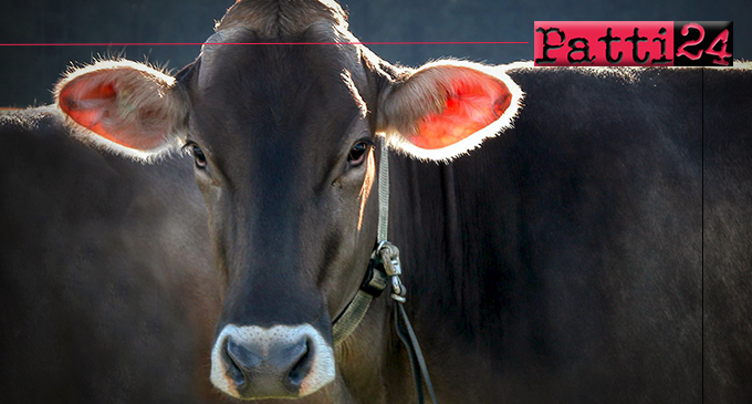 PATTI – Tre casi di brucellosi bovina in un allevamento di contrada Scarpiglia