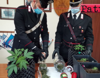 GAGGI – Serra per cannabis in casa. Arrestato giovane con “l’hobby del giardinaggio”.