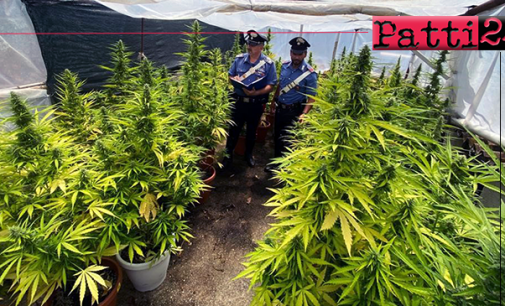 SAN FILIPPO DEL MELA – Scoperta piantagione di cannabis indica. Arrestato 25enne